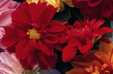 Георгина изменчивая (Dahlia variabilis)