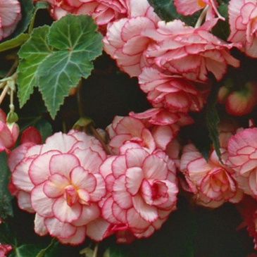 Бегония клубневая махровая ампельная (Begonia tuberhybrida)