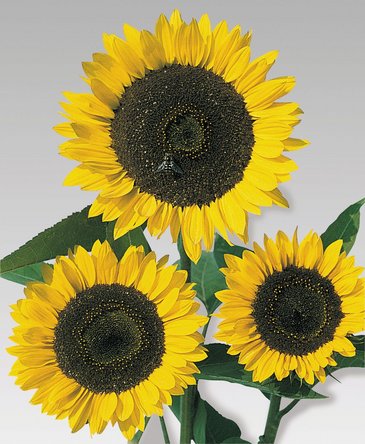 Подсолнечник летний (Helianthus annuus)