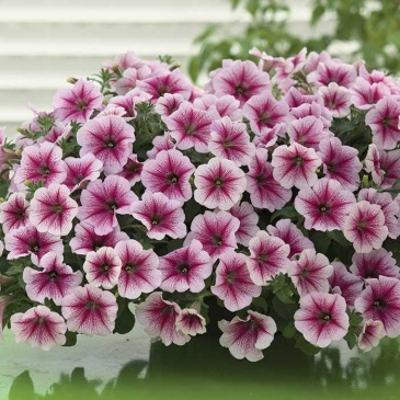 Петуния ампельная гибридная (Petunia х hybrida)