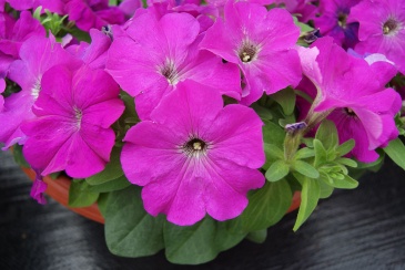 Петуния многоцветковая (генетически компактная) (Petunia multiflora)
