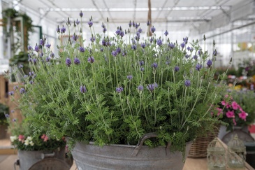 Лаванда многонадрезная (Lavandula multifida)