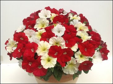 Петуния ампельная гибридная (Petunia x hybrida)