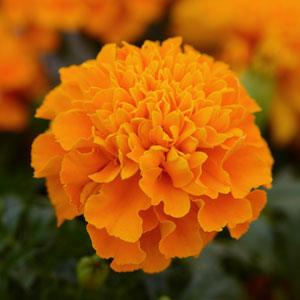 Бархатцы отклоненные (Tagetes patula)