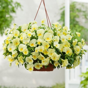 Виола виттрока ампельная (Viola wittrockiana)