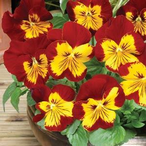 Виола виттрока (Viola wittrockiana)