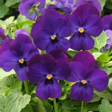 Виола рогатая (Viola cornuta)