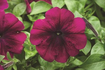 Петуния многоцветковая (Petunia multiflora)