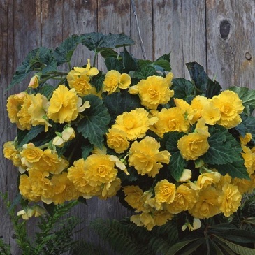 Бегония клубневая махровая ампельная (Begonia tuberhybrida)