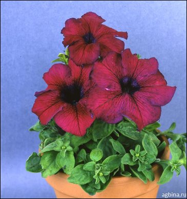 Петуния крупноцветковая (Petunia grandiflora)
