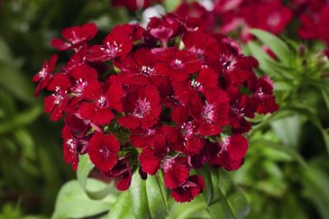 Гвоздика турецкая (Dianthus barbatus)