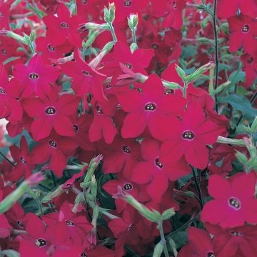 Табак Сандера (Nicotiana x sanderae)