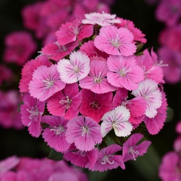 Гвоздика турецкая (Dianthus barbatus)