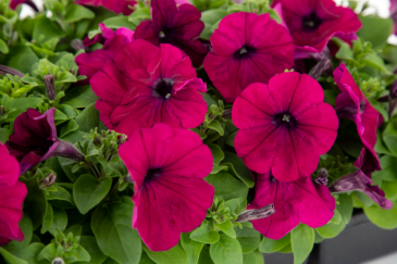 Петуния многоцветковая (генетически компактная) (Petunia multiflora)