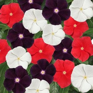Катарантус розовый (Vinca rosea)