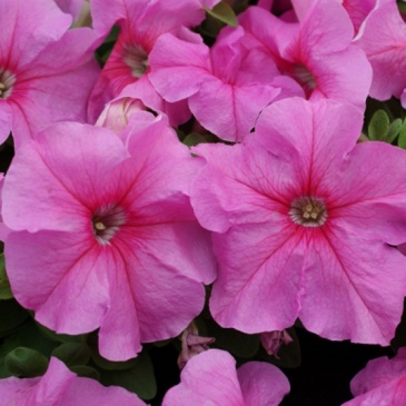 Петуния крупноцветковая (генетически компактная) (Petunia grandiflora)