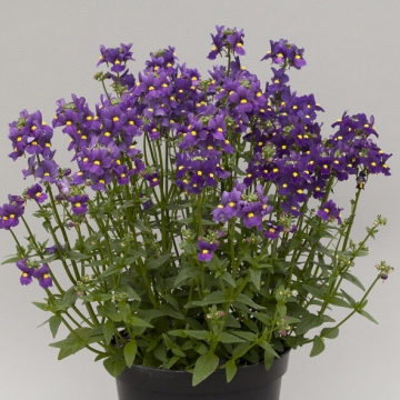 Немезия лазоревая (Nemesia foetens)