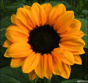 Подсолнечник летний (Helianthus annuus)