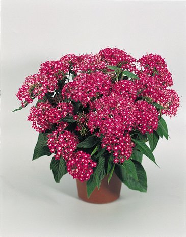 Пентас ланцетовидный (Pentas lanceolata)