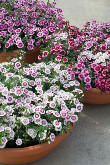 Гвоздика гибридная (Dianthus interspecific)