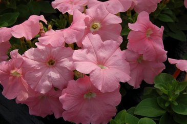 Петуния многоцветковая (генетически компактная) (Petunia multiflora)