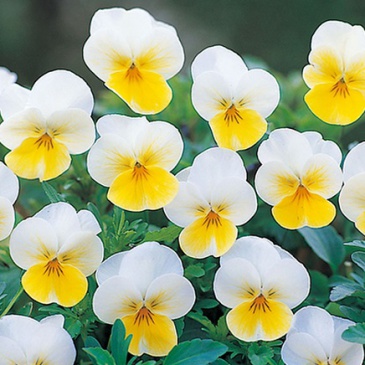 Виола рогатая (Viola cornuta)