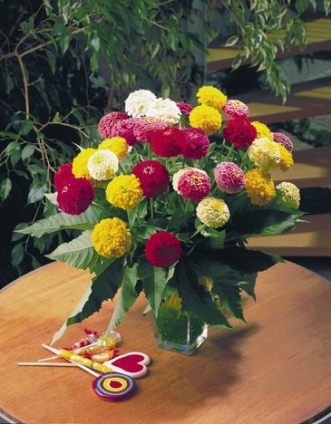 Цинния изящная (Zinnia elegans)