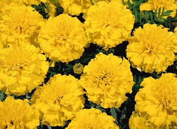 Бархатцы отклоненные (Tagetes patula)