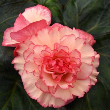 Бегония клубневая махровая (Begonia tuberhybrida)