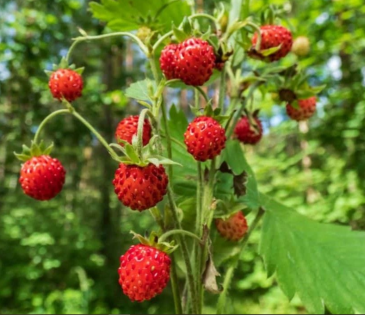 Земляника лесная (Fragaria vesca)