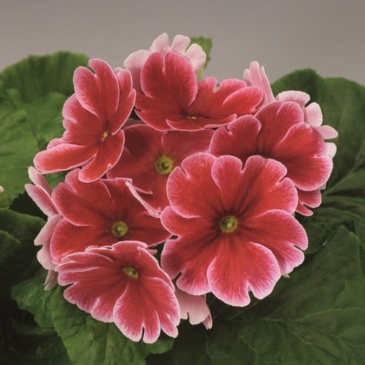 Примула обратноконическая (Primula obconica)
