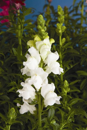 Львиный зев (Антирринум) большой (Antirrhinum majus)