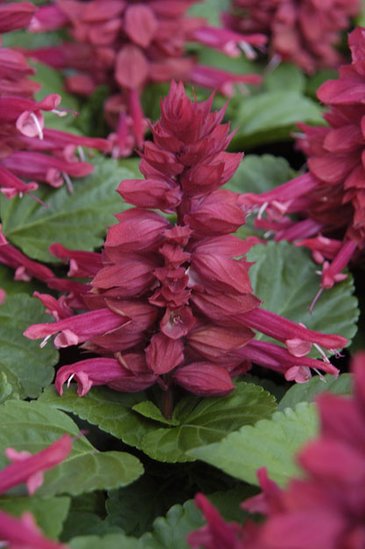 Сальвия блестящая (Salvia splendens)