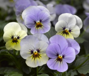 Виола рогатая (Viola cornuta)