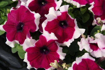 Петуния крупноцветковая (генетически компактная) (Petunia grandiflora)