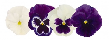 Виола виттрока (Viola wittrockiana)