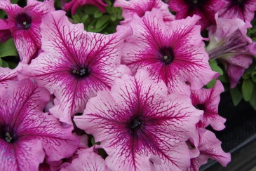 Петуния крупноцветковая (генетически компактная) (Petunia grandiflora)