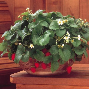 Земляника ананасная (Fragaria ananassa)