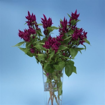 Целозия колосистая (перистая) (Celosia spicata)