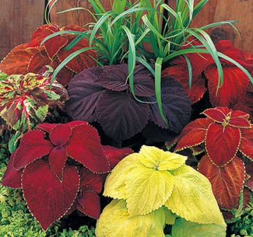 Колеус Блюме (Coleus blumei)