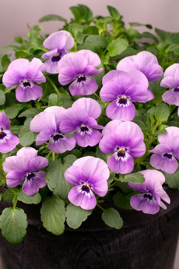 Виола рогатая (Viola cornuta)