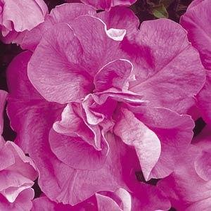 Петуния многоцветковая махровая (Petunia multiflora)
