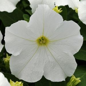 Петуния крупноцветковая (генетически компактная) (Petunia grandiflora)