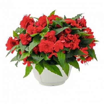 Бегония клубневая махровая ампельная (Begonia tuberhybrida)