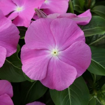 Катарантус розовый (Vinca rosea)
