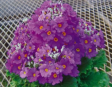 Примула нежная (Primula malacoides)
