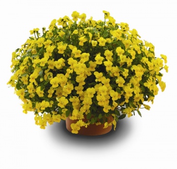 Виола рогатая (Viola cornuta)