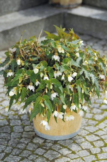 Бегония гибридная ампельная (зеленая листва) (Begonia hybrida)