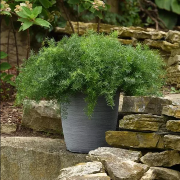 Аспарагус (Asparagus densiflorus Sprengeri) Аспарагус (Asparagus densiflorus Sprengeri)