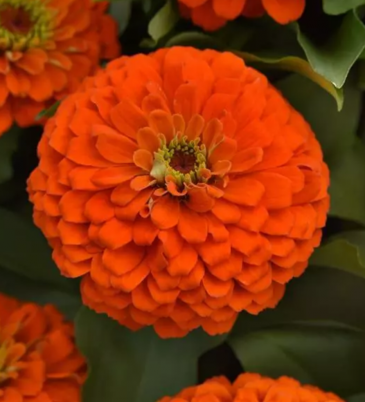 Цинния изящная (Zinnia elegans)